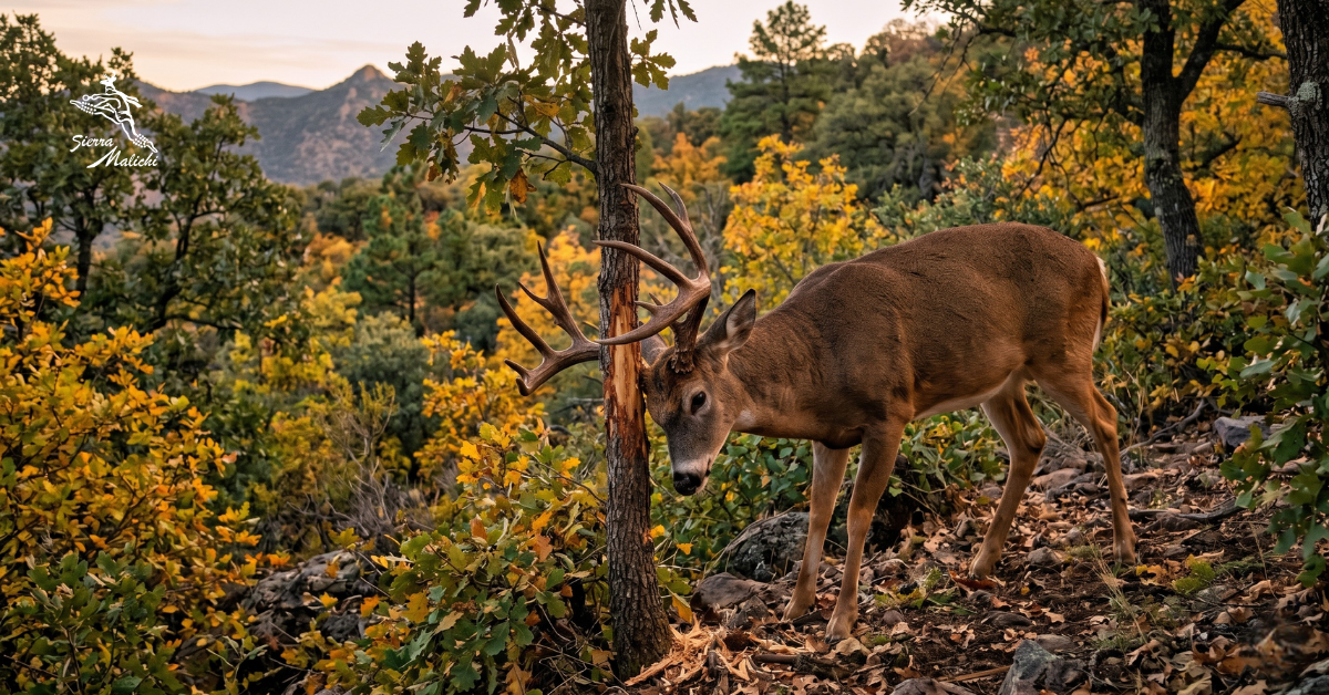 celo del venado cola blanca