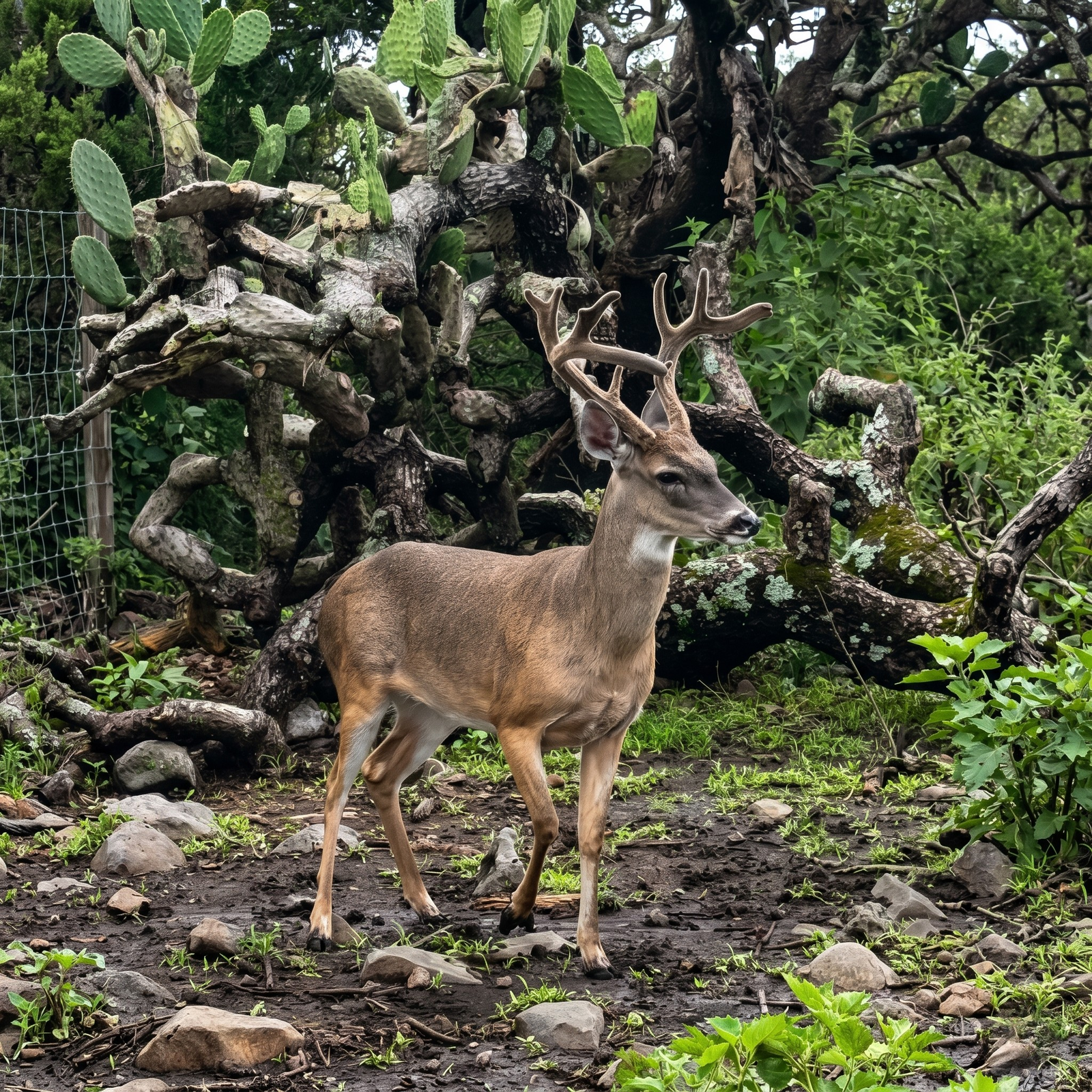 Macho Adulto de 2 a 3 Años — Venado Texano