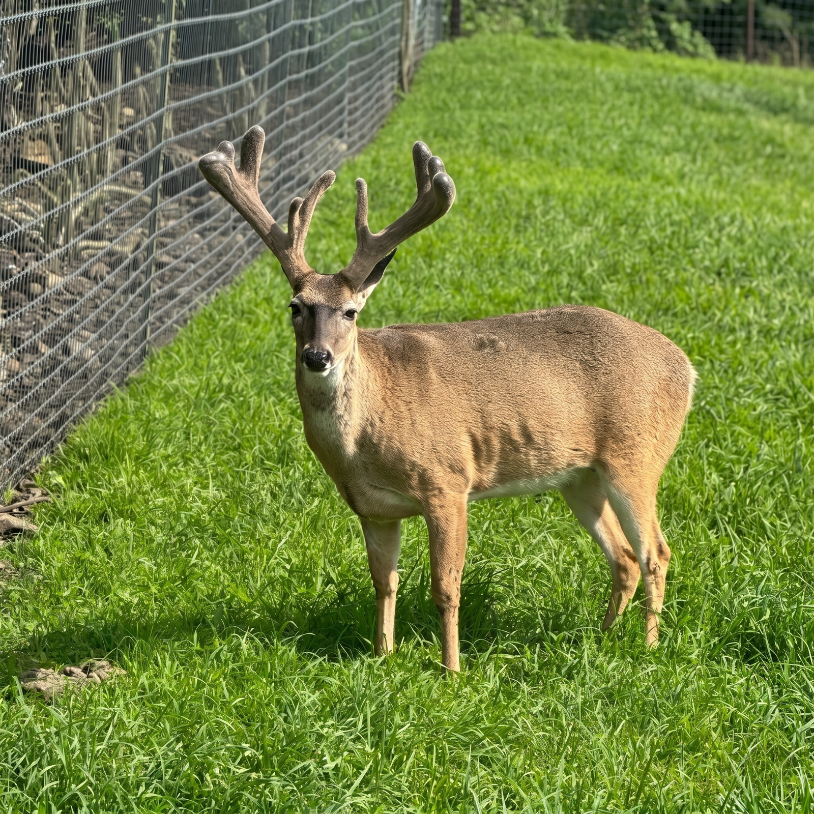 Macho Adulto Mayor de 3 Años — Venado Texano