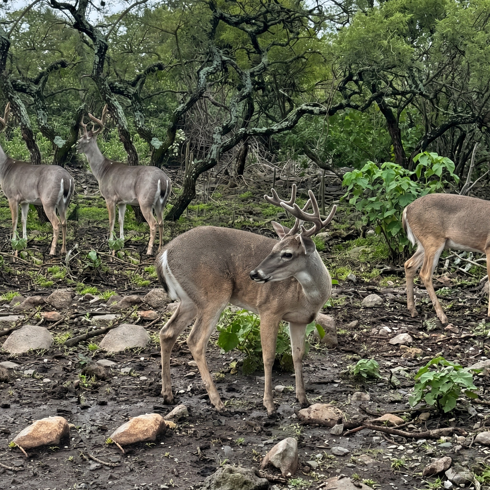 Macho Juvenil Menor de 2 Años — Venado Texano