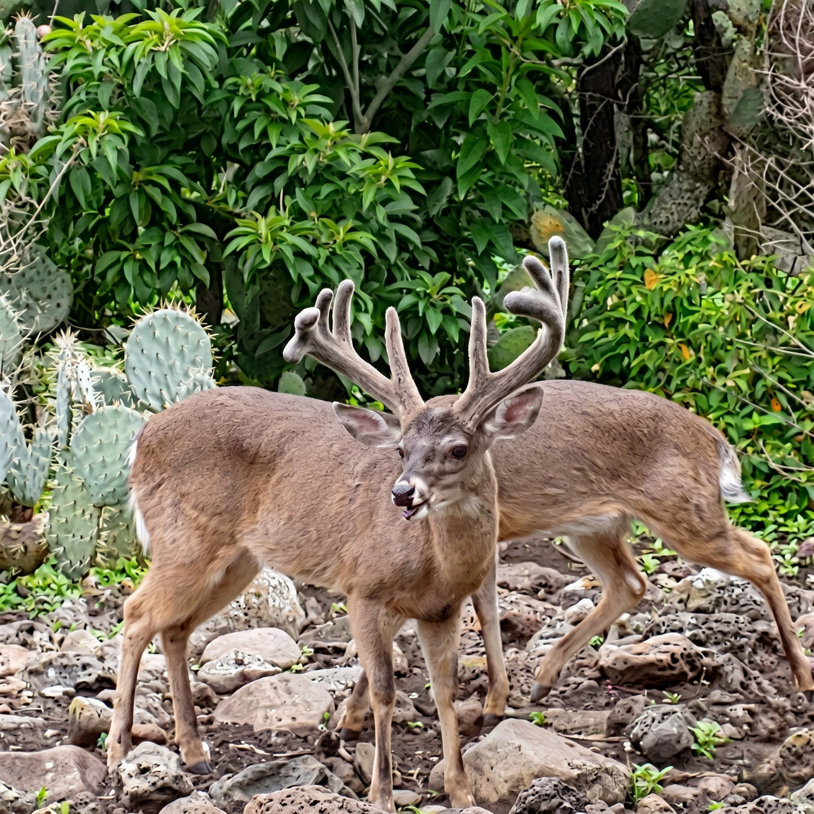 Macho Adulto Mayor de 3 Años — Venado Mexicano