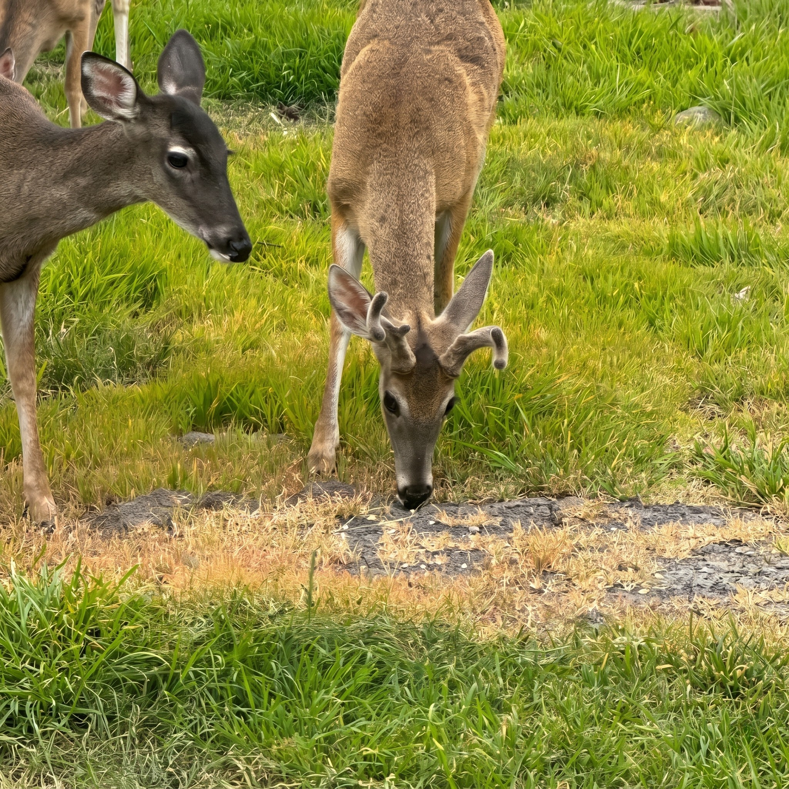 Macho Juvenil Menor de 2 Años — Venado Mexicano
