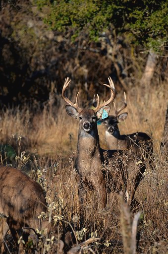 15502598962041639618949