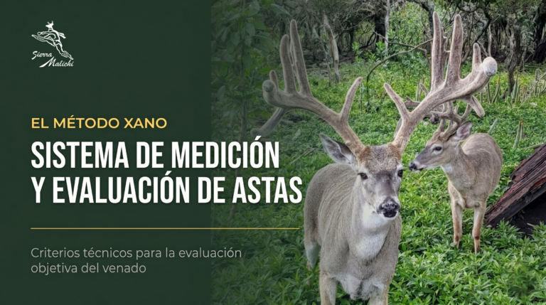 El Método Xano: Sistema de Medición y Evaluación de Astas